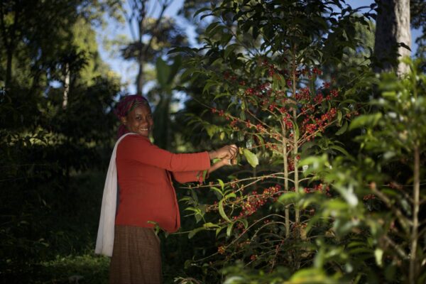 Ethiopia Shantawene Dukamo Family - immagine 2