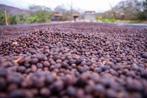 NICARAGUA EXCELLENCE COFFEE  Nueva Segovia - immagine 4