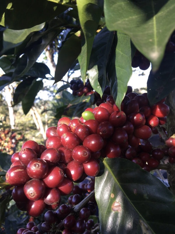 NICARAGUA EXCELLENCE COFFEE  Nueva Segovia - immagine 2